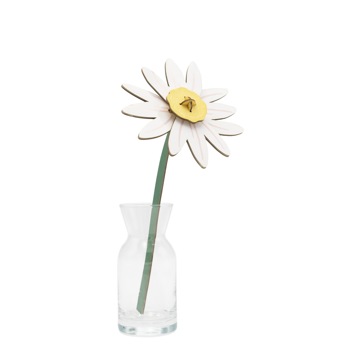 Everlasting Flower Small - Meadow Daisy
