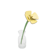 Everlasting Flower Small - Golden Poppy