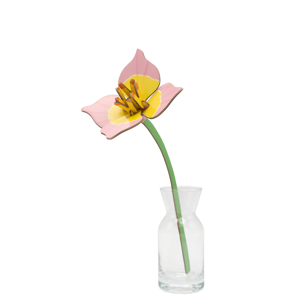 Everlasting Flower Small - Blushing Tulip