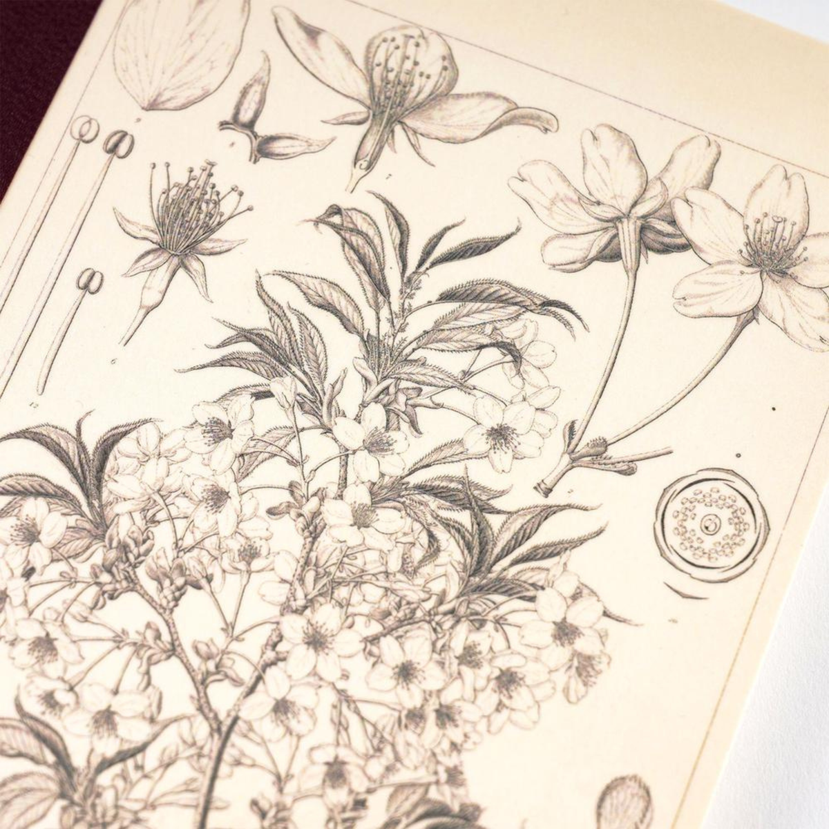 Hobonichi Graph Notebook - Makino Yamazakura
