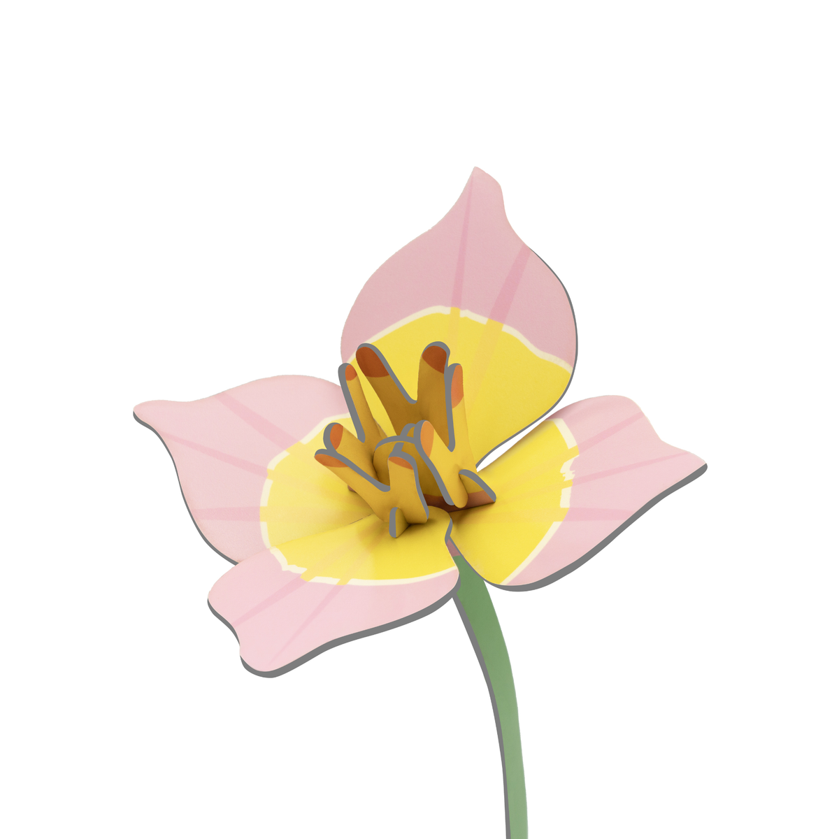 Everlasting Flower Small - Blushing Tulip