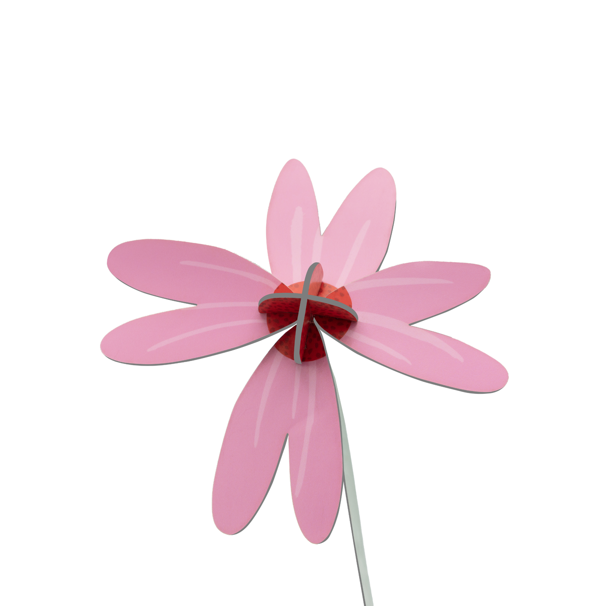 Everlasting Flower Small - Pink Coneflower