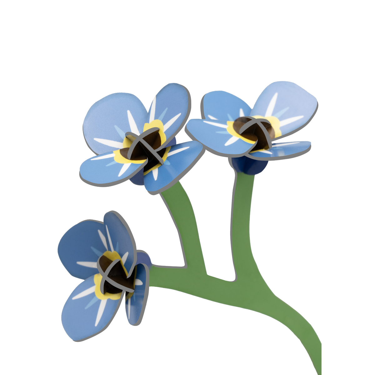 Everlasting Flower Small - Forget Me Not