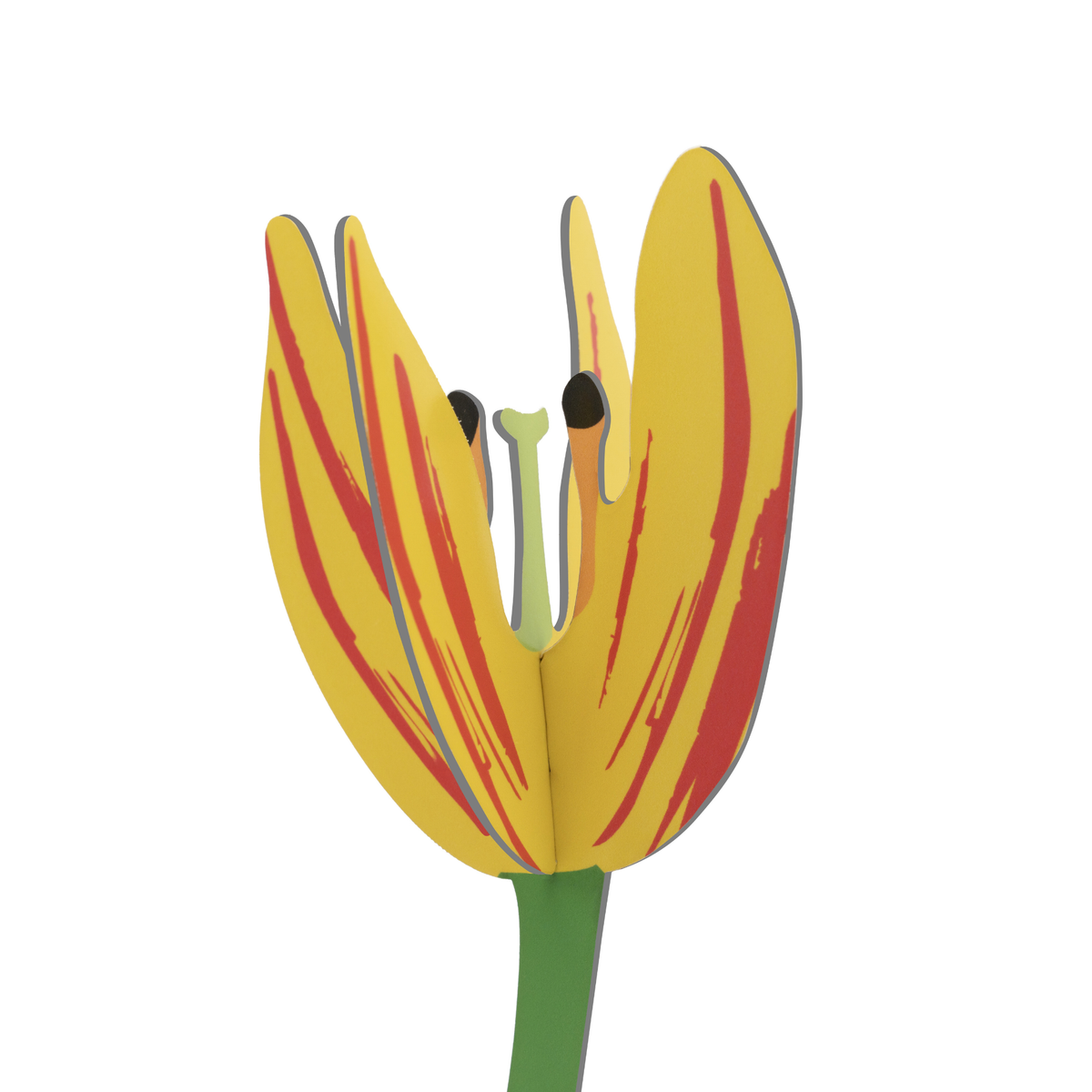 Everlasting Flower Small - Sunset Tulip