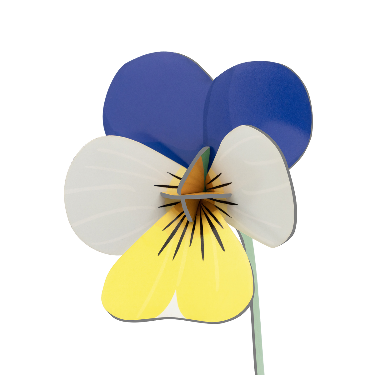 Everlasting Flower Small - Wild Pansy