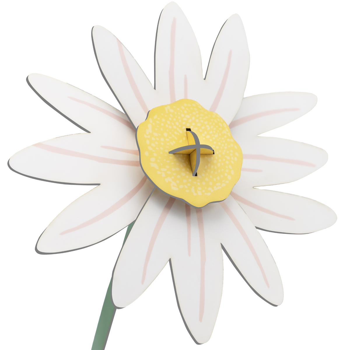 Everlasting Flower Small - Meadow Daisy