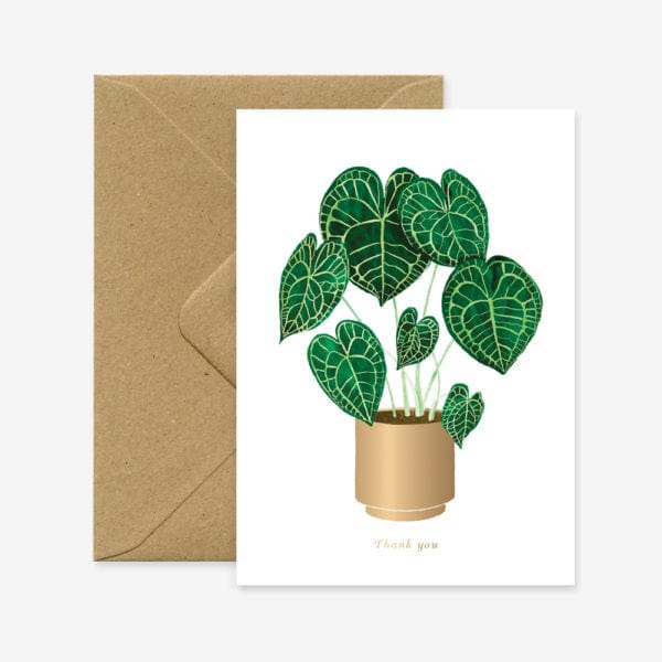 All The Way To Say Biglietto Biglietto Anthurium Clarinervium Plant