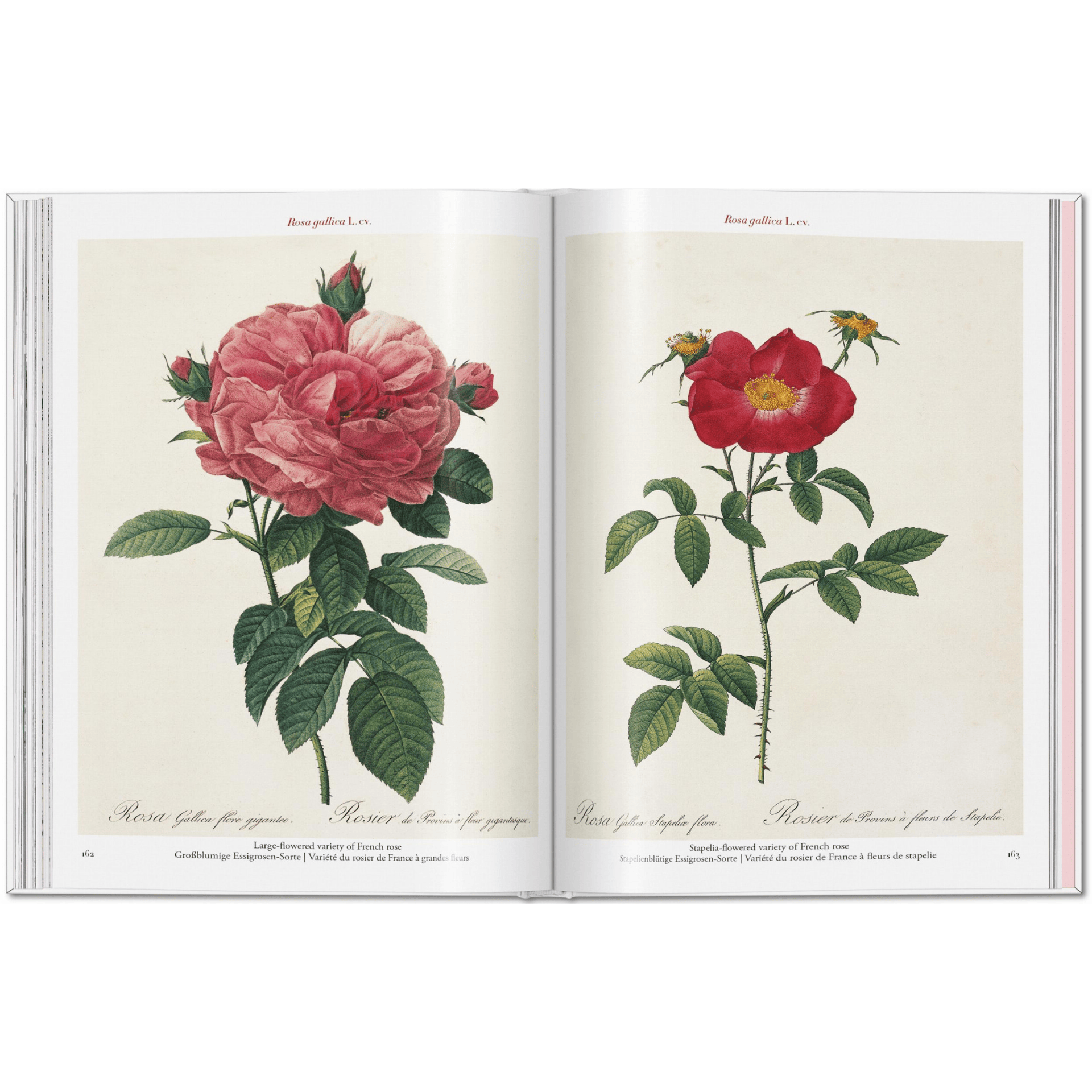 Taschen Book Redouté. Roses