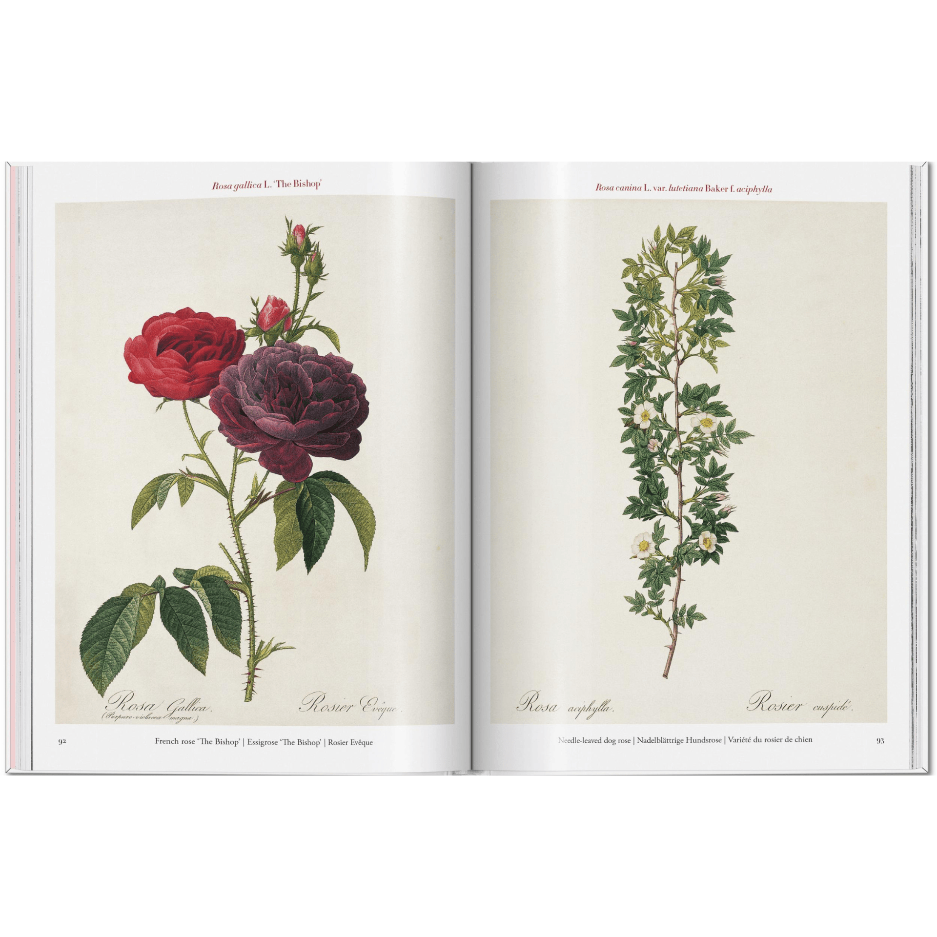 Taschen Book Redouté. Roses