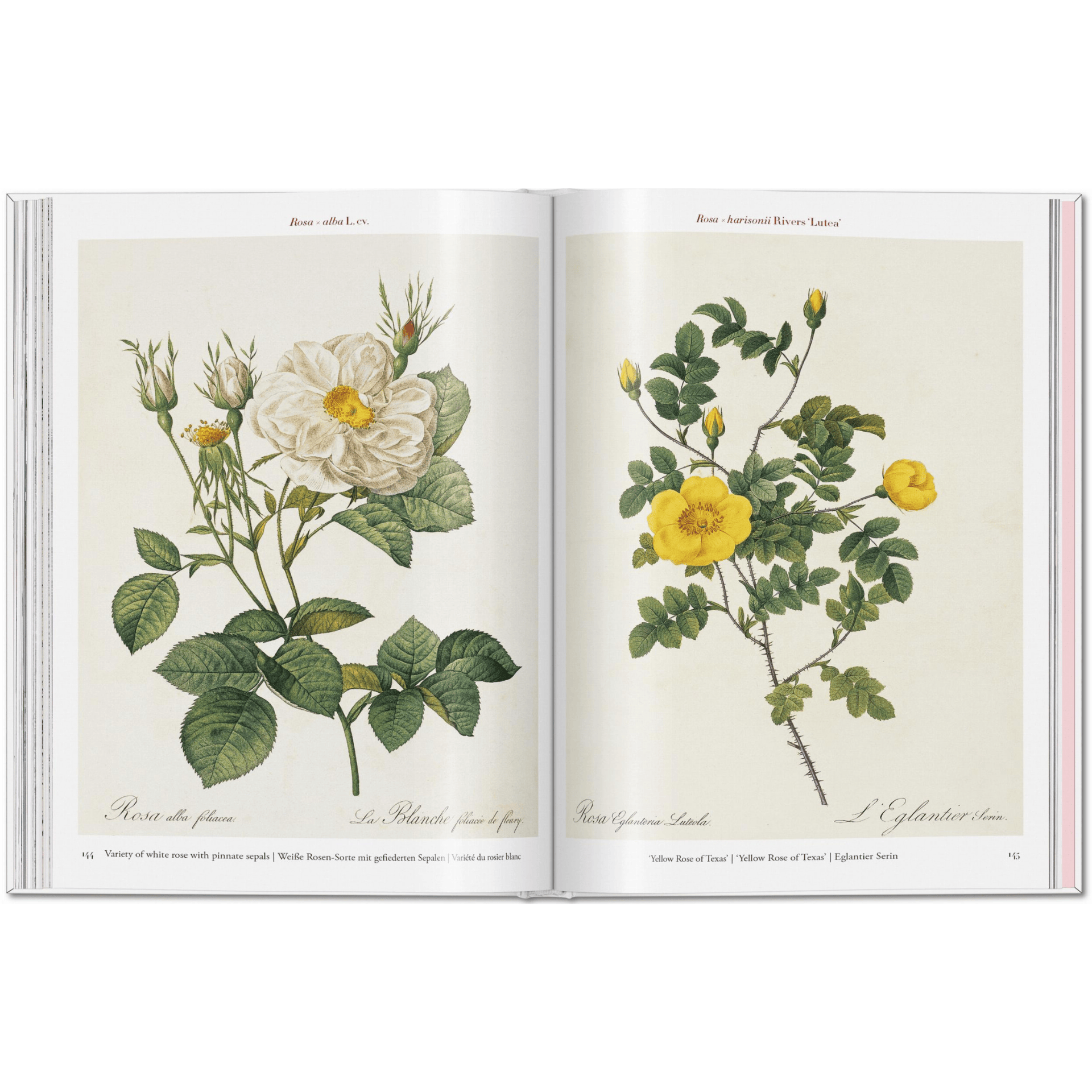 Taschen Book Redouté. Roses