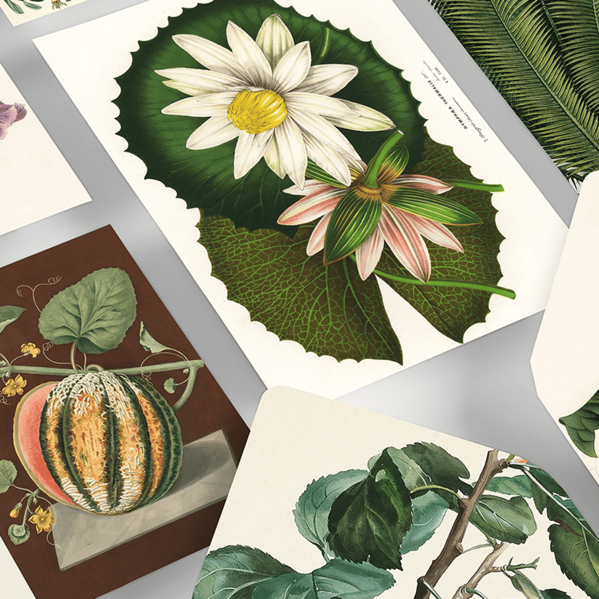 Pepin Press Carte da lettere Correspondence Set - Botanical
