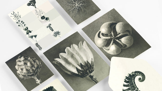 Pepin Press Carte da lettere Correspondence Set - Wonderful of Nature by Karl Blossfeldt