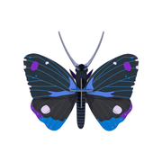 Studio Roof Decorazione parete Blue Diadem Butterfly