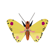 Studio Roof Decorazione parete Luzerne Butterfly