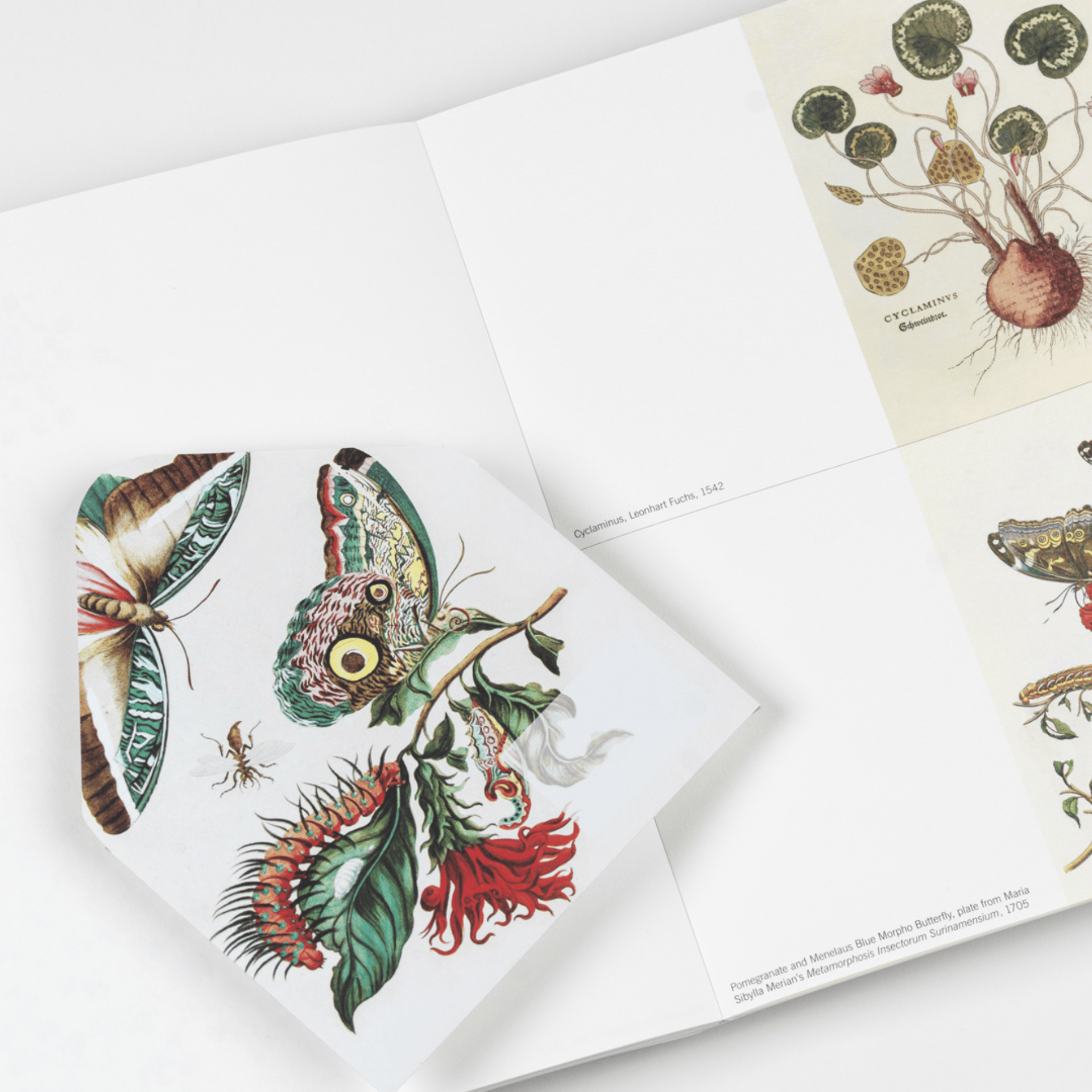 Pepin Press DIY Creative Paper Book - Natural History