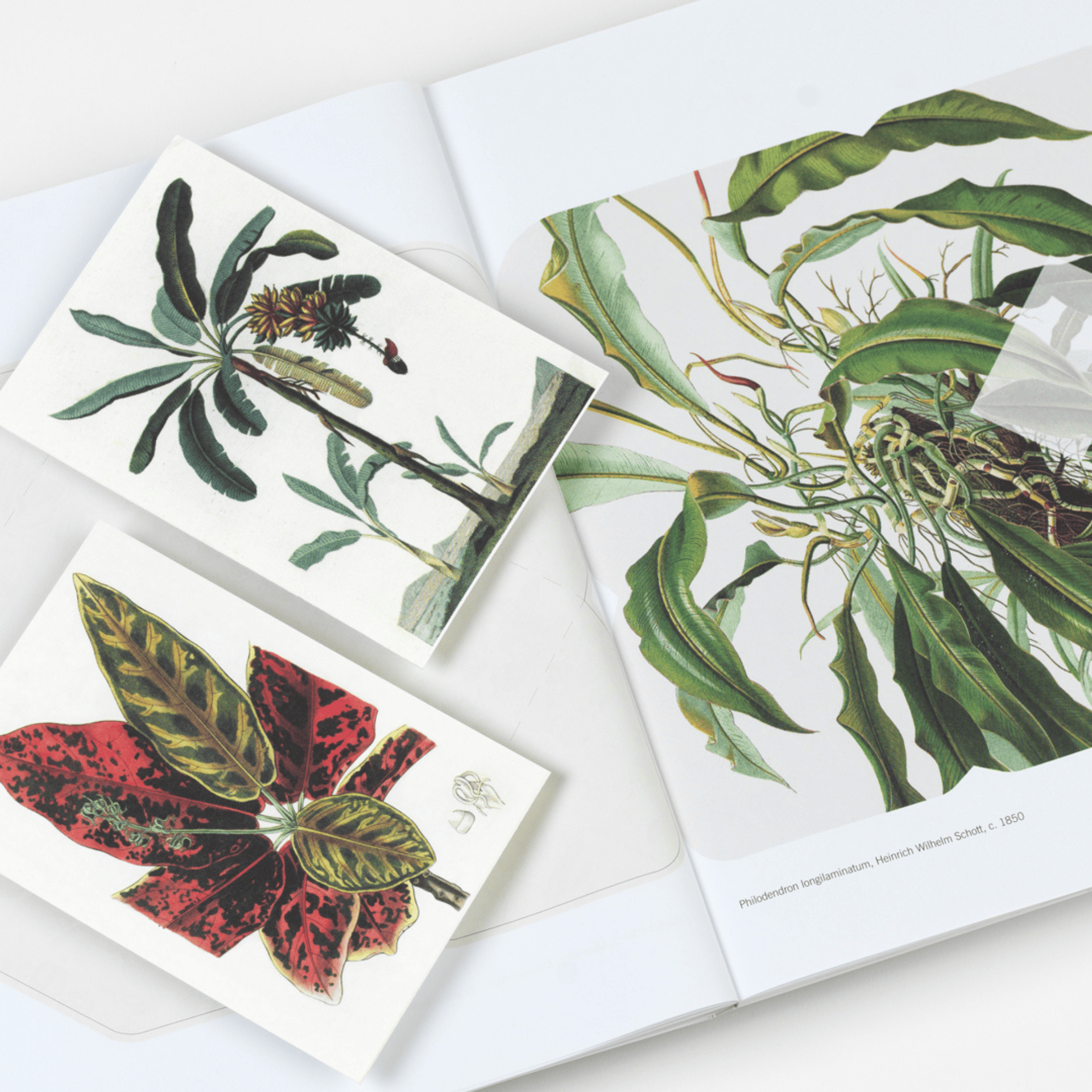 Pepin Press DIY Creative Paper Book - Natural History