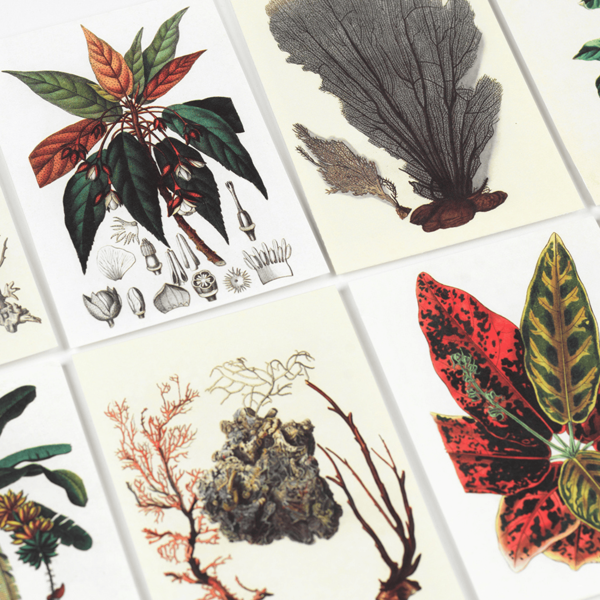 Pepin Press DIY Creative Paper Book - Natural History