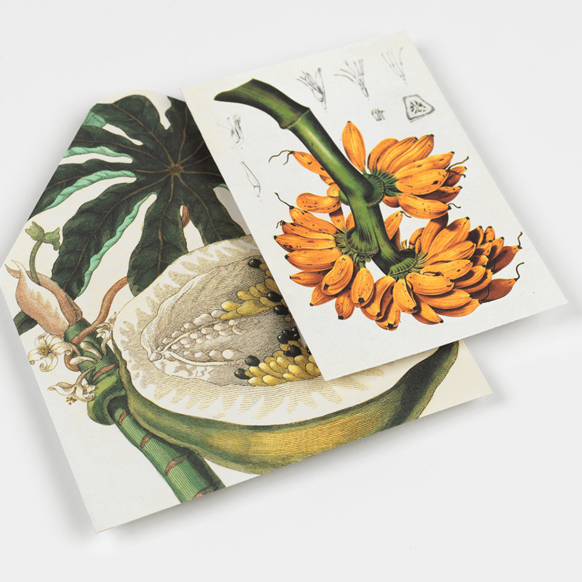 Pepin Press DIY Creative Paper Book - Natural History