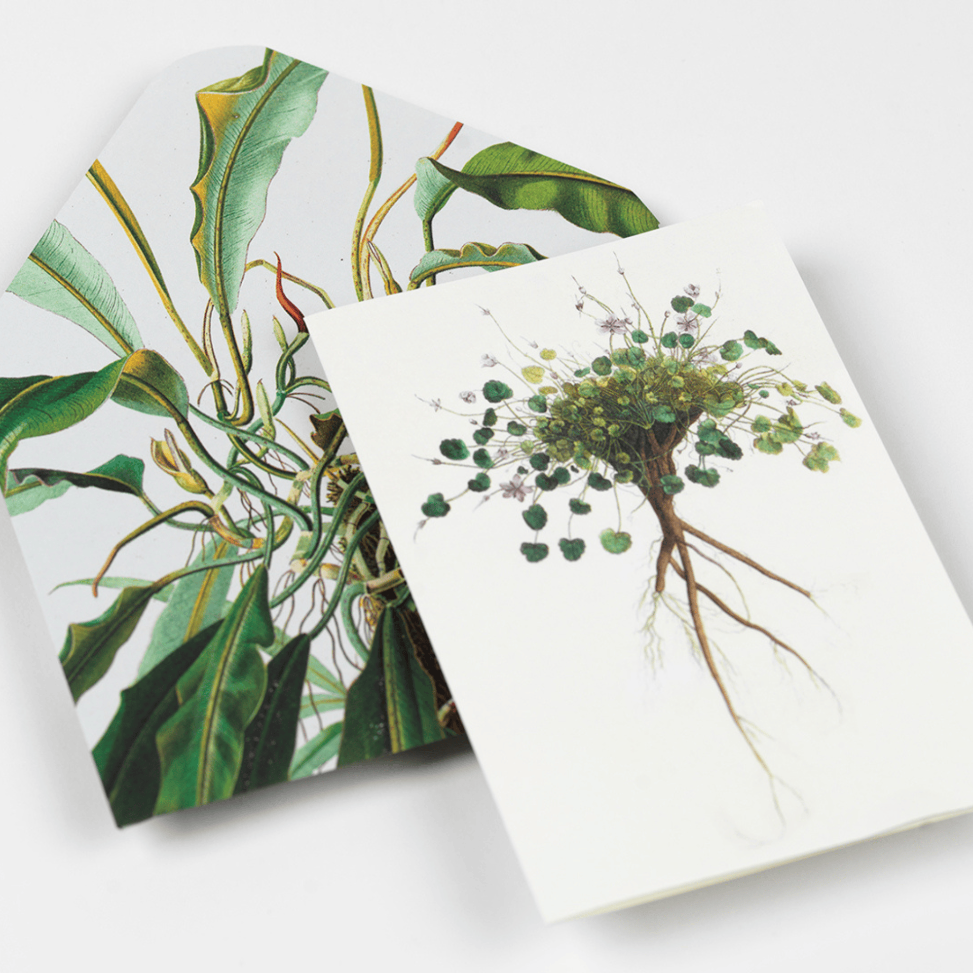 Pepin Press DIY Creative Paper Book - Natural History