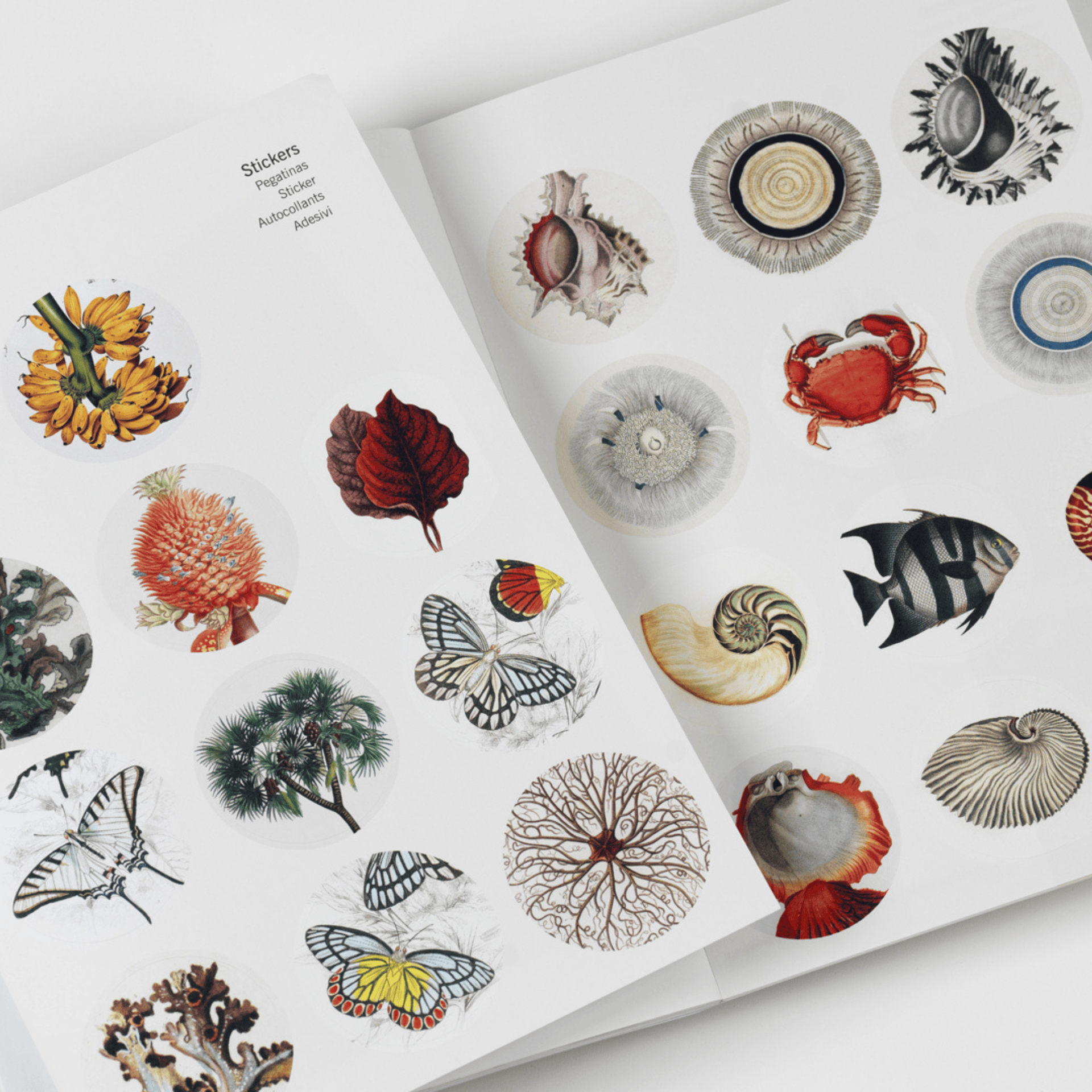 Pepin Press DIY Creative Paper Book - Natural History