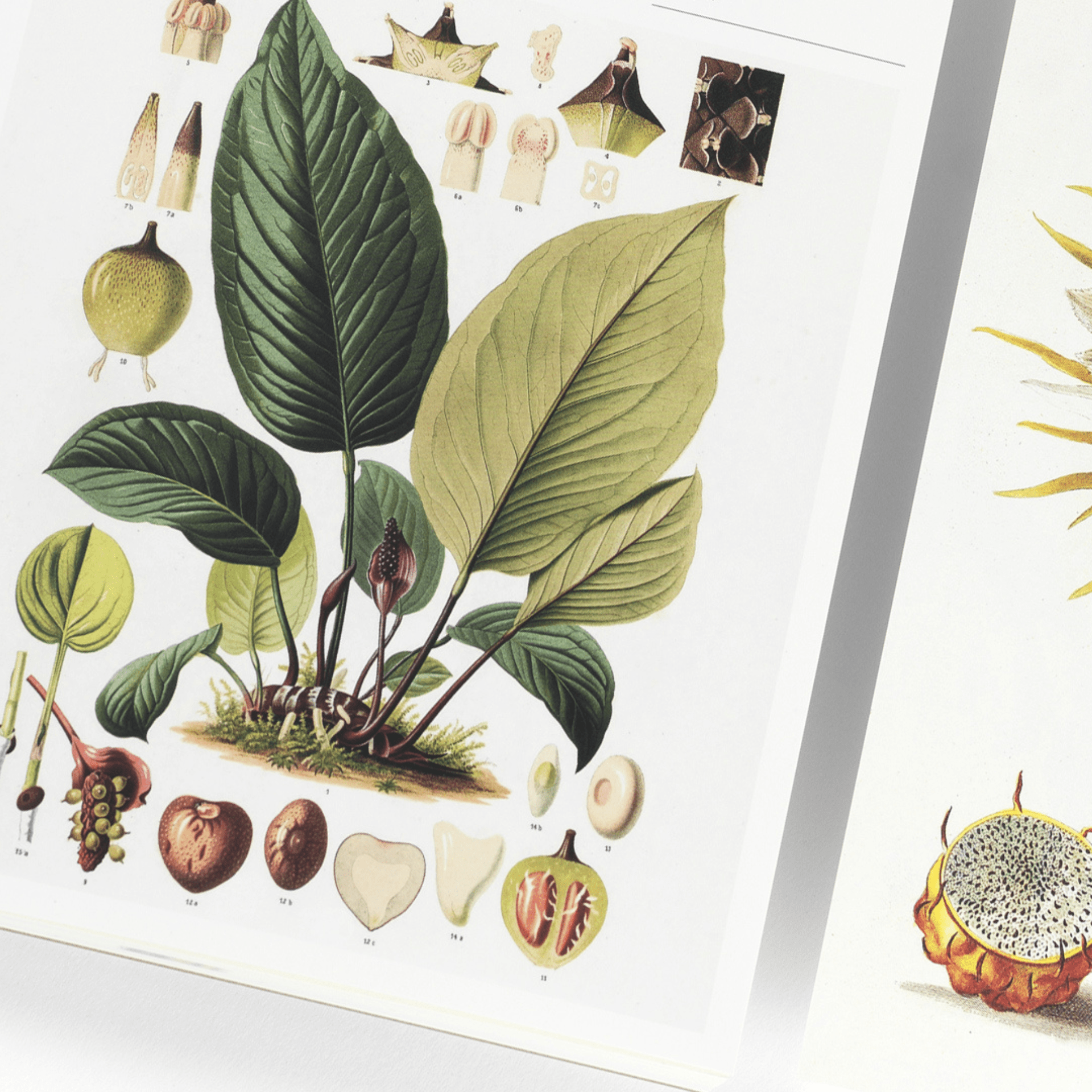 Pepin Press Notes Note Pad A5 - Botanical