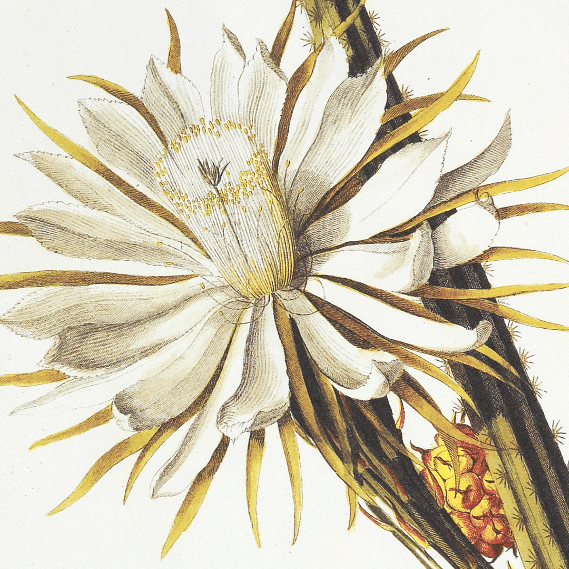 Pepin Press Notes Note Pad A5 - Botanical