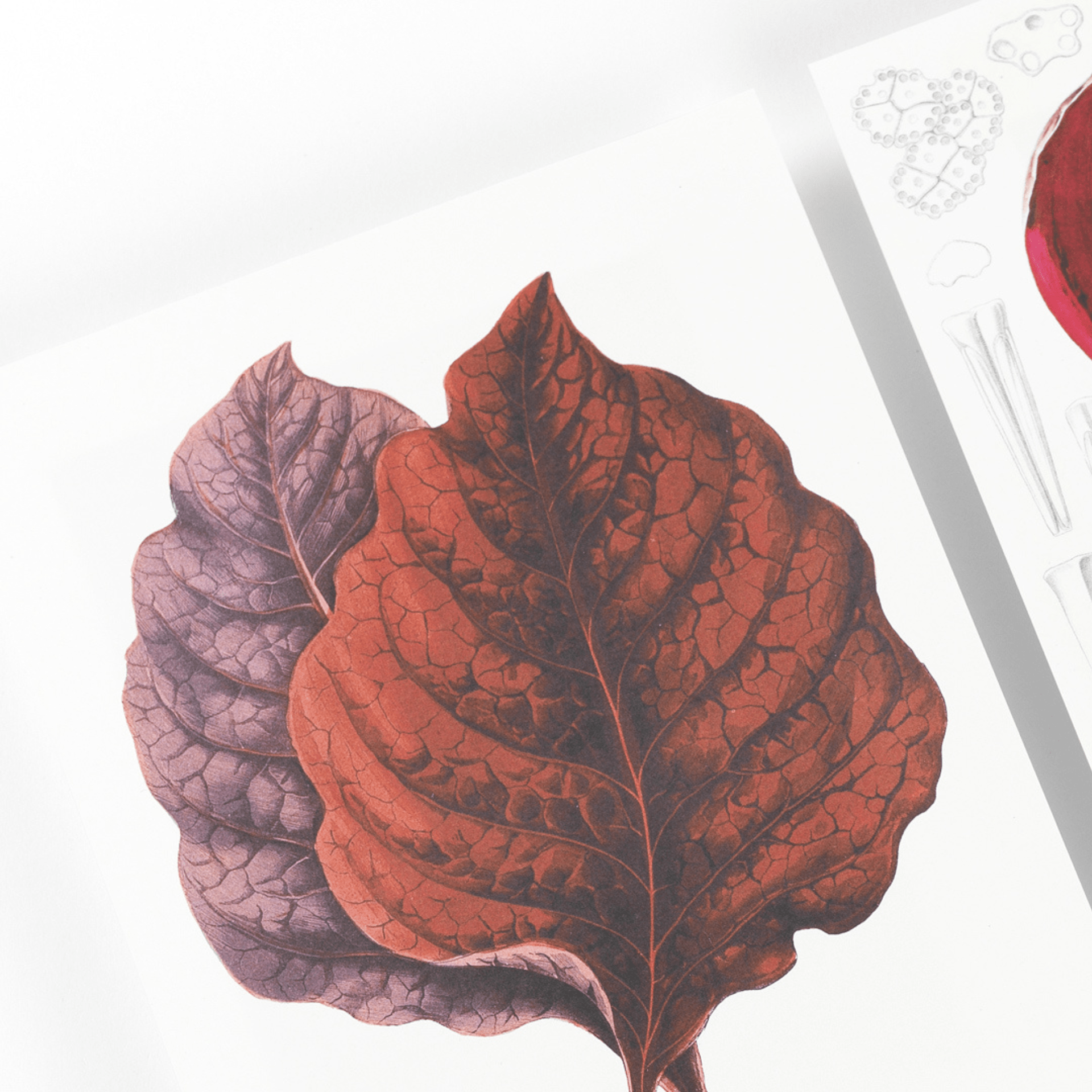 Pepin Press Notes Note Pad A5 - Botanical