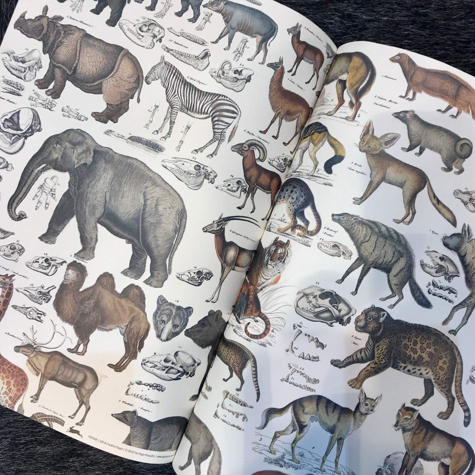 Pepin Press Carta regalo Carta regalo - Book Fauna