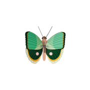 Studio Roof Decorazione parete Fern Striped Butterfly