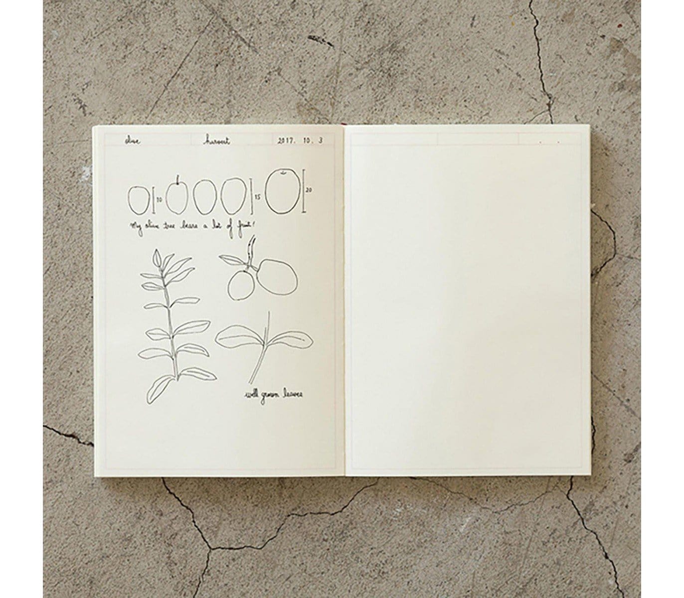 Midori Quaderno MD Journal Frame