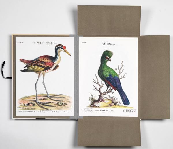 Pepin Press Stampa Art Portfolio - Tropical Birds